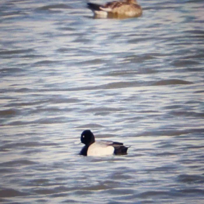 Spotted Lesser Scaup