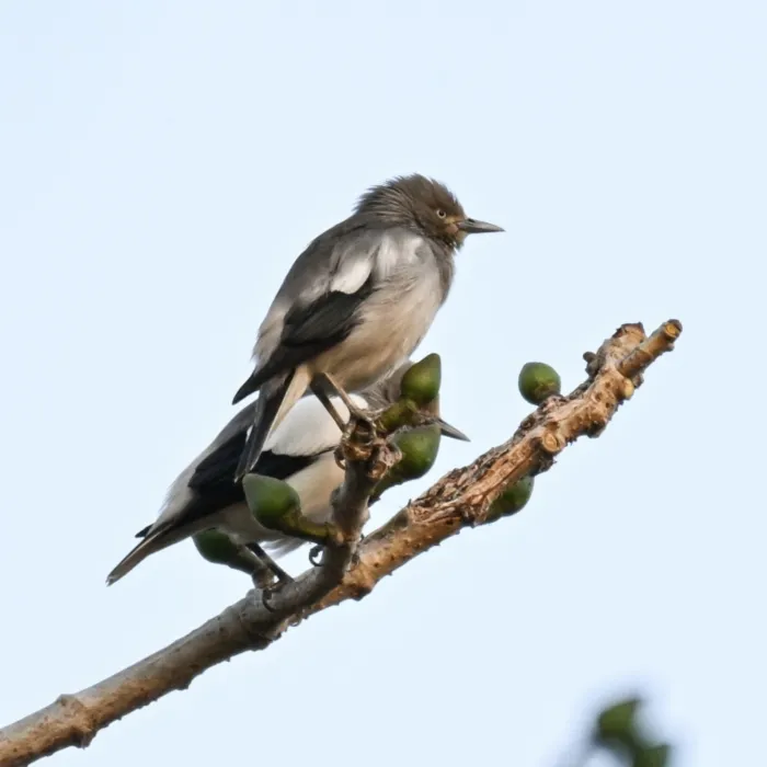 Gespotte Grijskopspreeuw