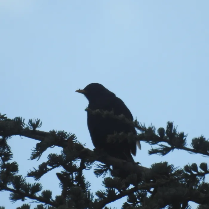 Spotted Eurasian Blackbird