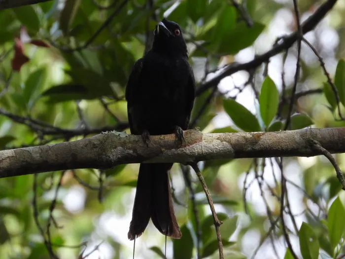 Greater Racket-tailed Drongo