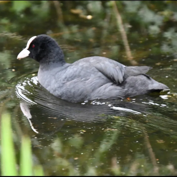 Eurasian Coot