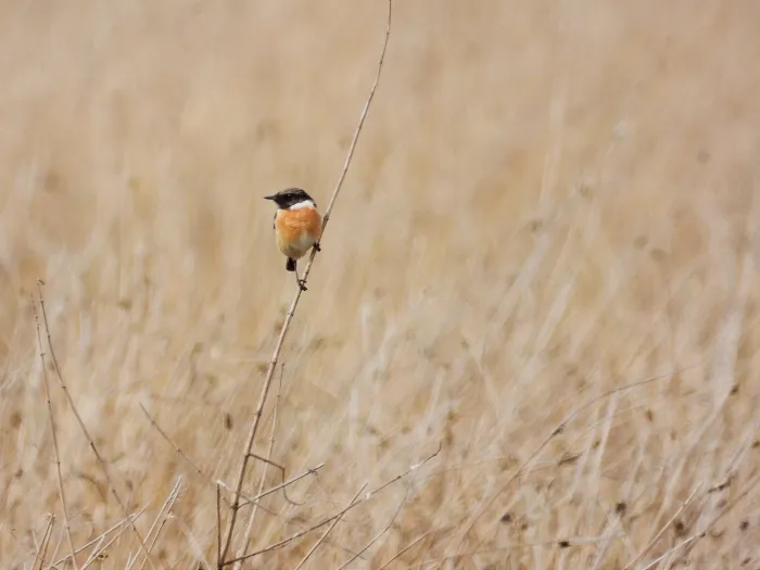 Gespotte Roodborsttapuit
