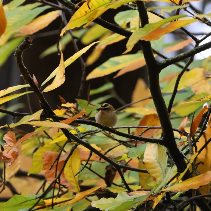 Spotted Common Firecrest