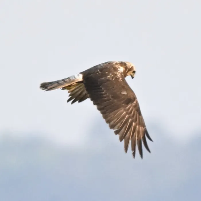 Gespotte Oosterse bruine kiekendief