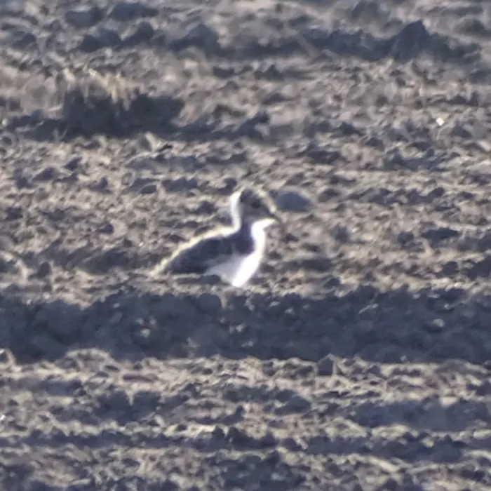 Spotted Northern Lapwing