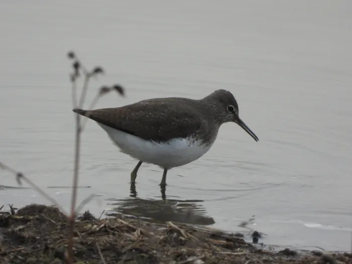 Spotted Green Sandpiper