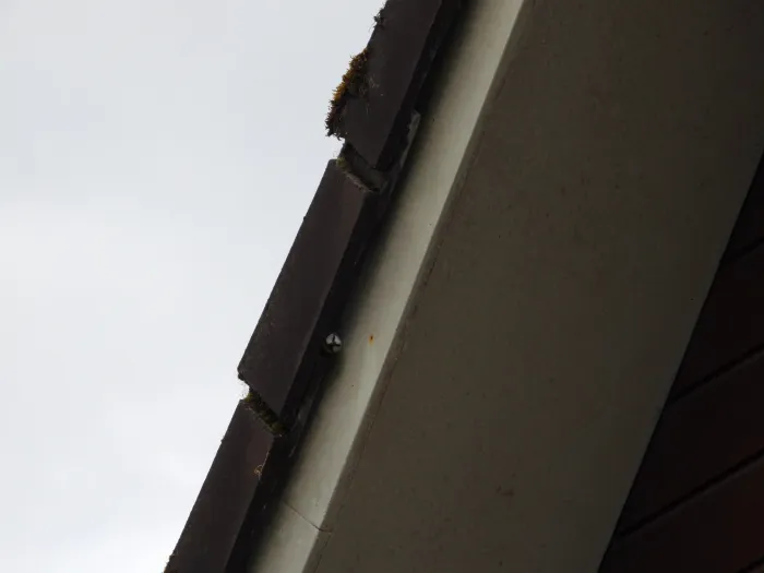 Spotted Eurasian Blue Tit