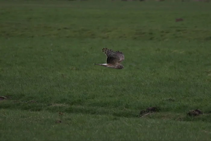 Gespotte Blauwe kiekendief