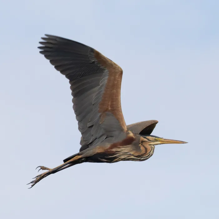 Purperreiger