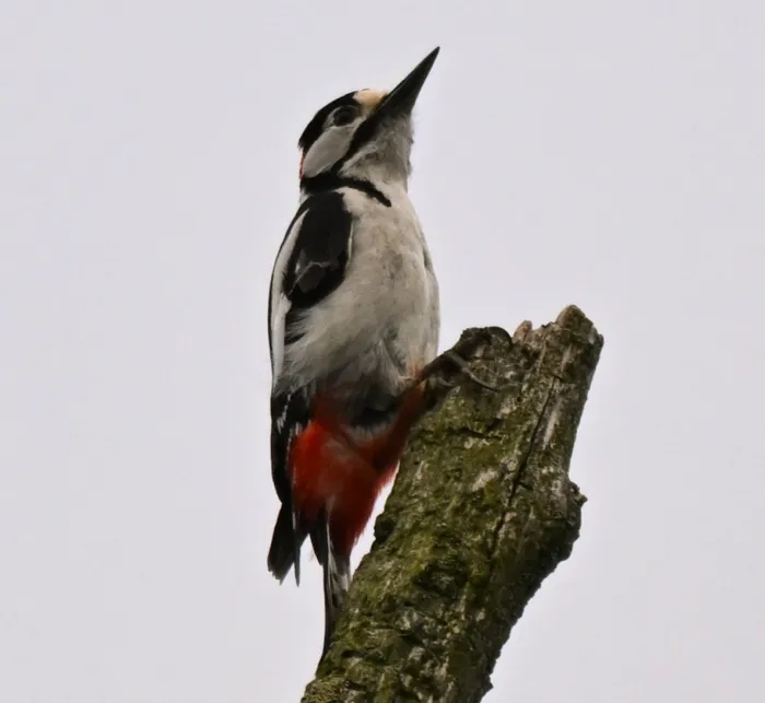 Grote bonte specht