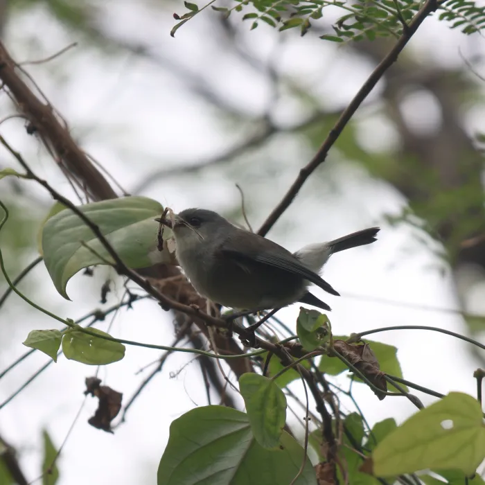 Spotted Reunion Gray White-eye