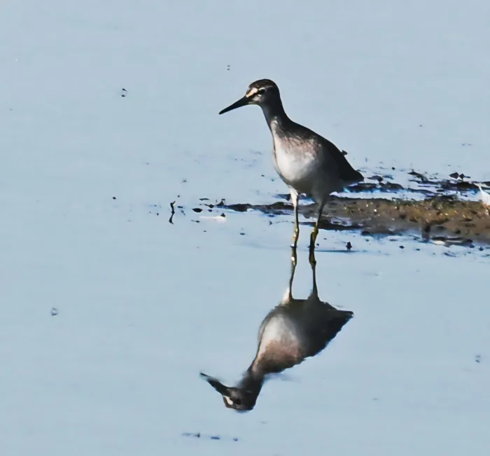 Spotted Wood Sandpiper