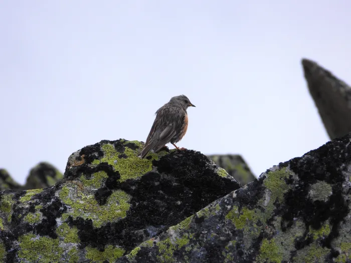 Waargenomen Alpenheggenmus