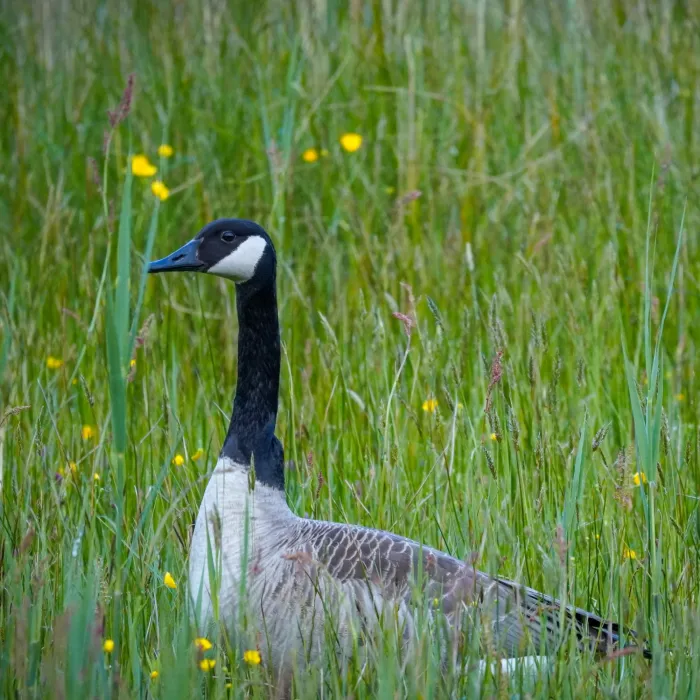 Spotted Canada Goose