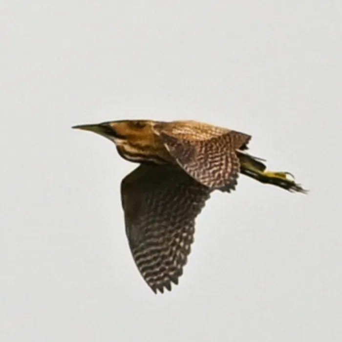 Spotted Eurasian Bittern