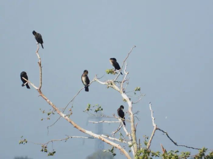 Spotted Great Cormorant