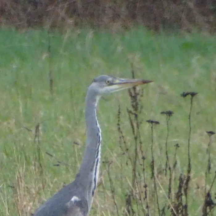 Gespotte Blauwe reiger