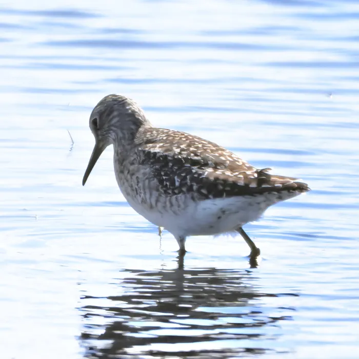 Spotted Wood Sandpiper