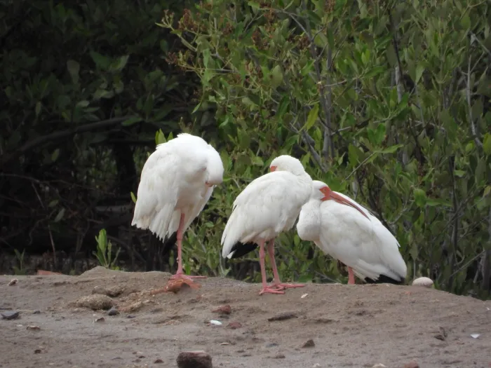Spotted White Ibis