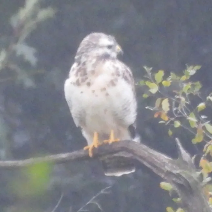 Spotted Common Buzzard