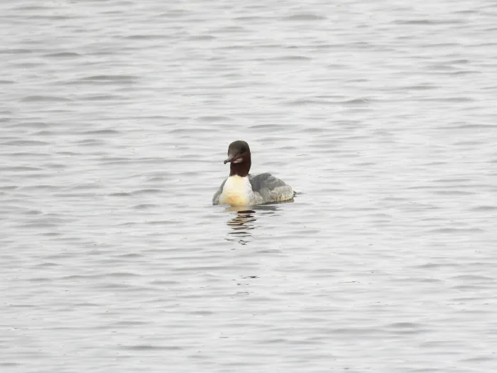Gespotte Grote zaagbek