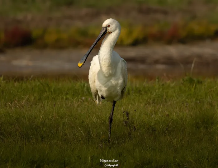 Spotted Eurasian Spoonbill