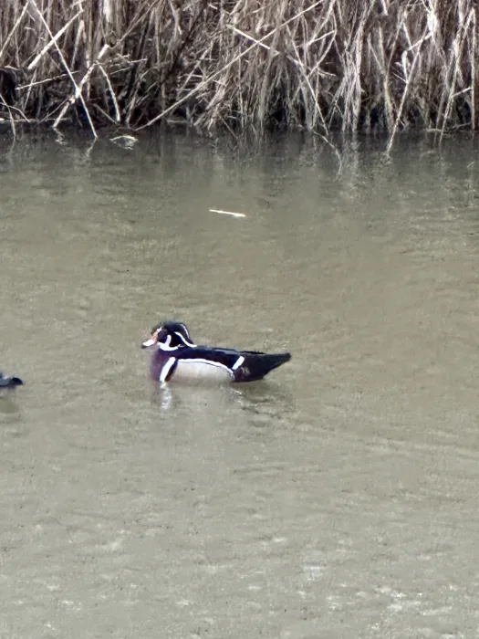 Gespotte Carolinaeend