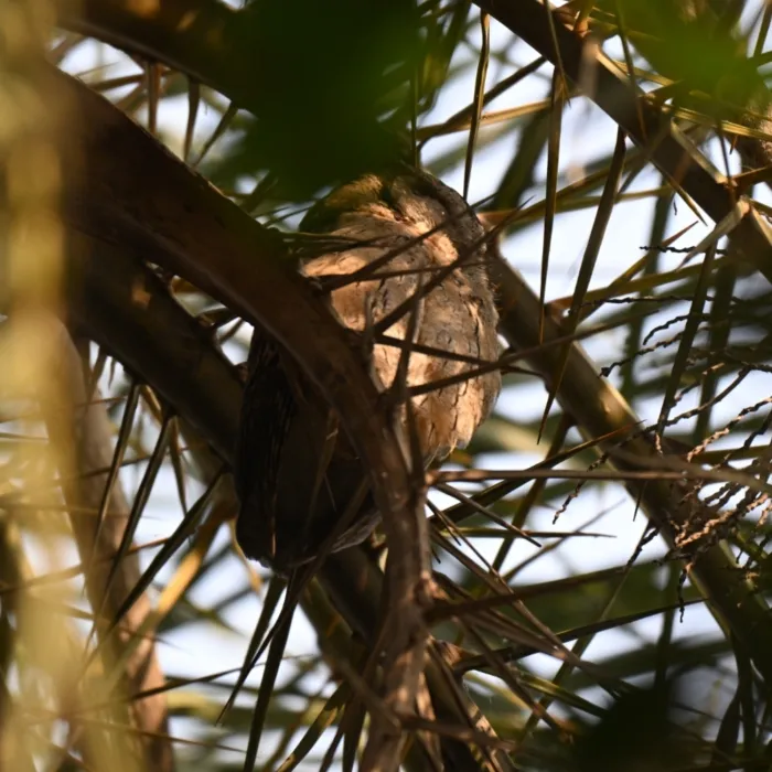 Gespotte Coromandeloehoe