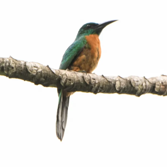 Spotted Great Jacamar