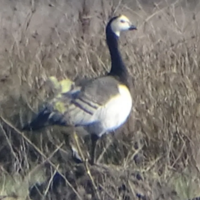 Spotted Barnacle Goose