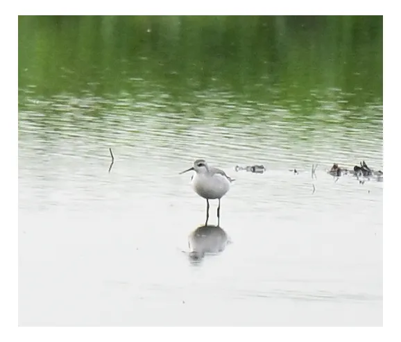 Spotted Wilson's Phalarope