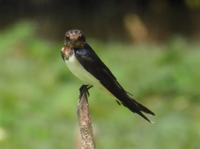 Barn Swallow