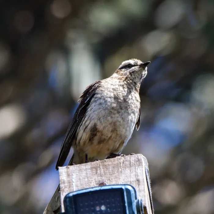 Spotted Chilean Mockingbird