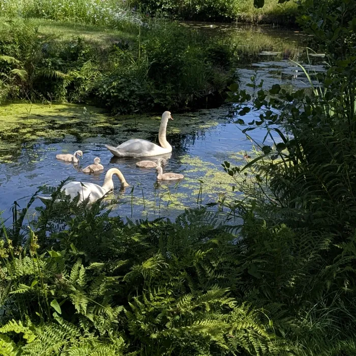 Spotted Mute Swan
