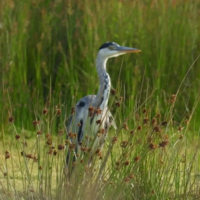Waargenomen Blauwe reiger