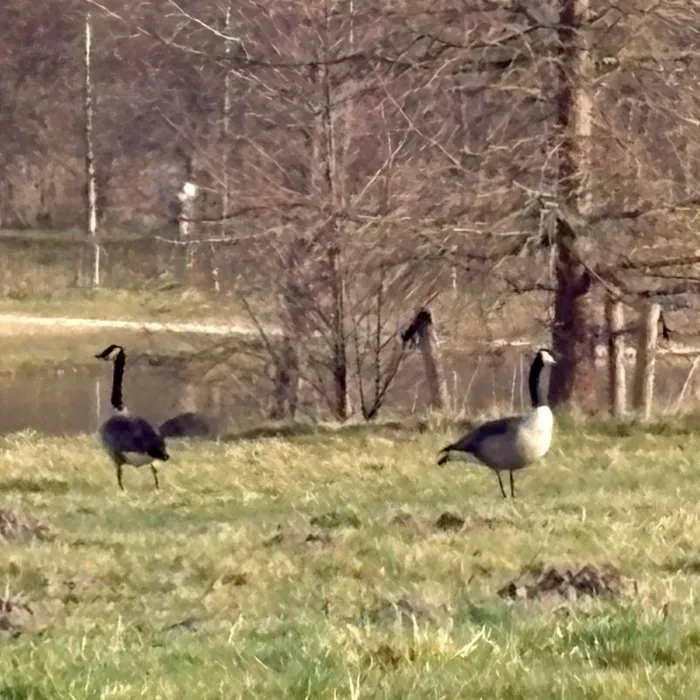 Gespotte Grote Canadese gans