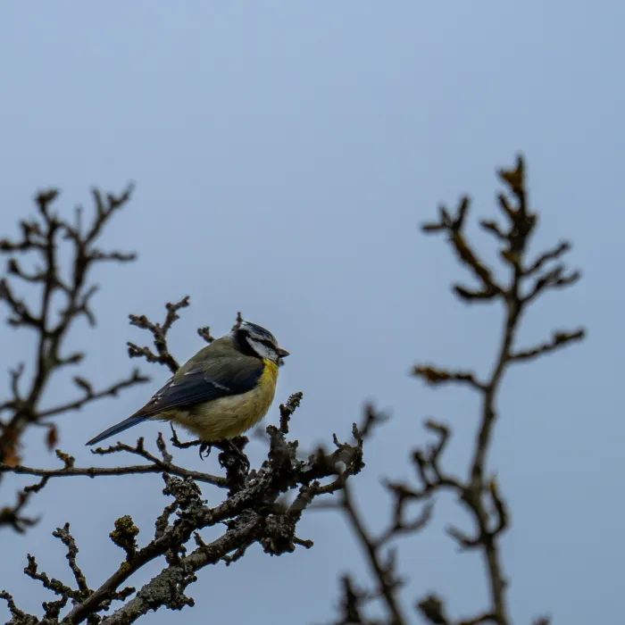 Spotted Eurasian Blue Tit