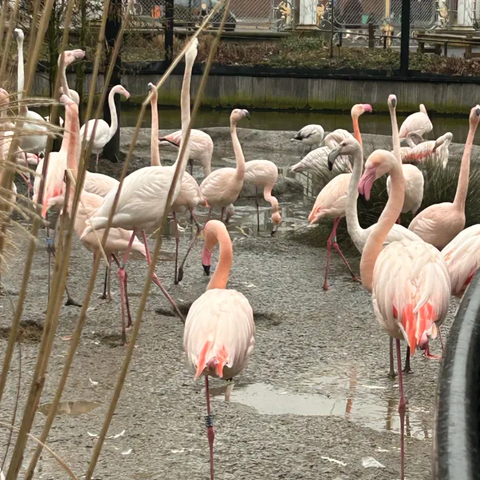 Gespotte Flamingo