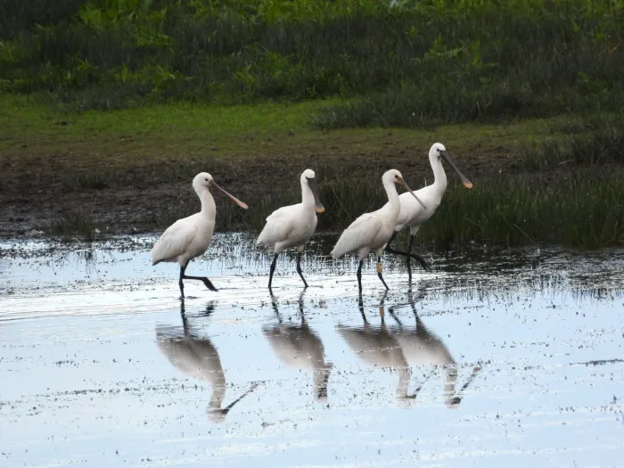 Spotted Eurasian Spoonbill