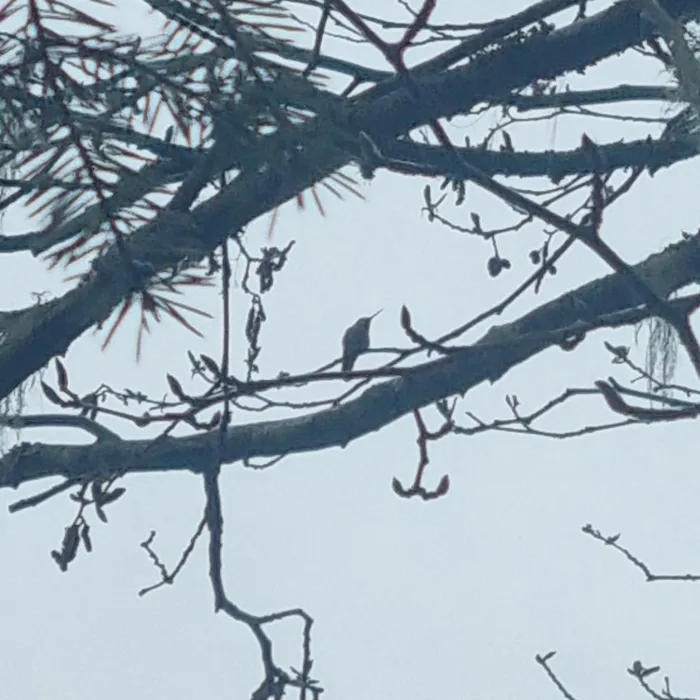 Spotted Rufous Hummingbird