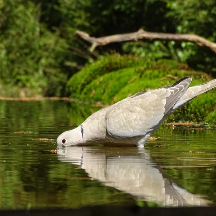 Eurasian Collared-Dove