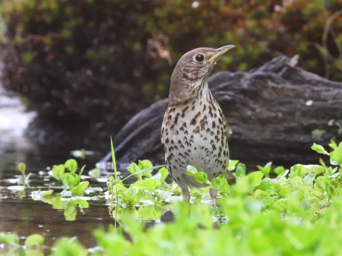 Spotted Song Thrush