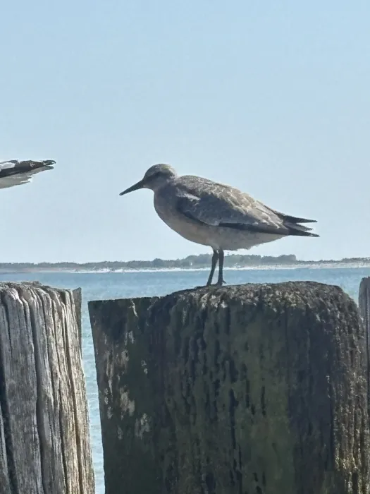 Spotted Red Knot