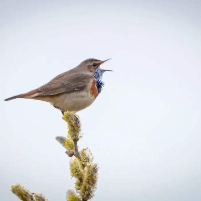 Spotted Bluethroat
