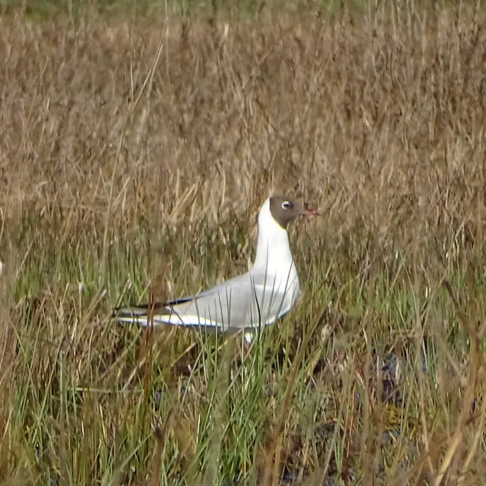 Spotted Black-headed Gull