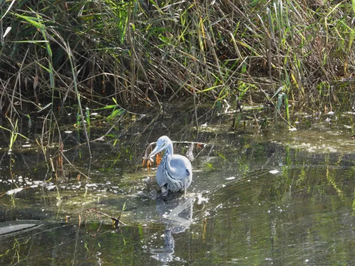 Waargenomen Blauwe reiger
