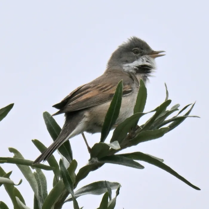 Spotted Greater Whitethroat