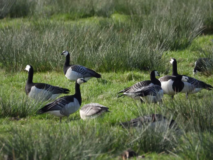 Spotted Barnacle Goose