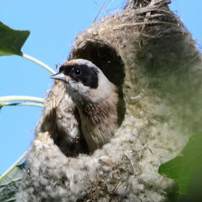 Spotted Eurasian Penduline-Tit