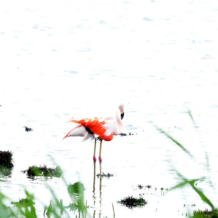 Waargenomen Chileense flamingo